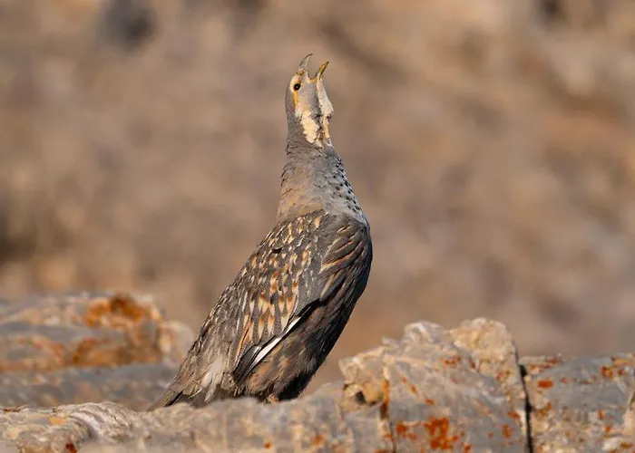 Safak Pansiyon Camardi photo